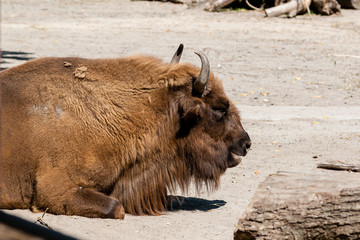 Buffalo head close-up © Minakryn Ruslan 