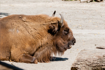 Buffalo head close-up © Minakryn Ruslan 