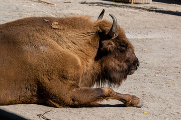 Buffalo head close-up © Minakryn Ruslan 