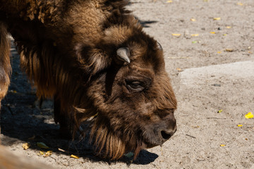 Buffalo head close-up © Minakryn Ruslan 