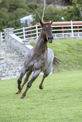 Thoroughbred wild horse