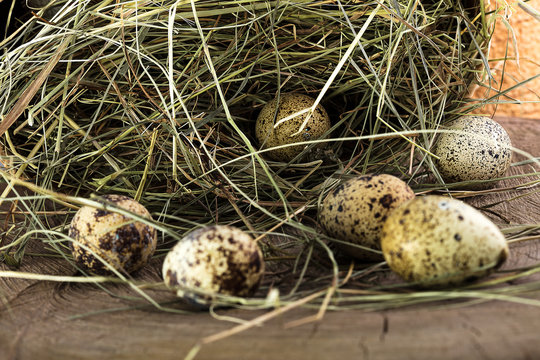 Quail eggs in a basket with hay