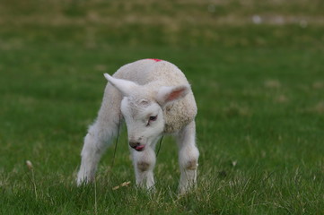 Kleines Lamm