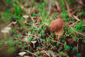 porcini mushroom in forest