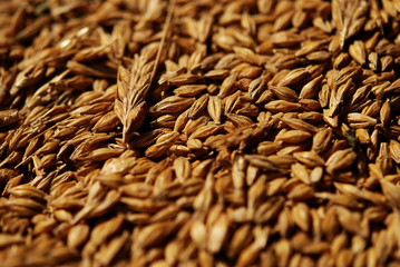Wheat, seeds,cereal
