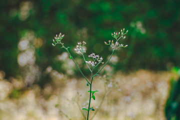 flower Gramineae grass field and background bokeh