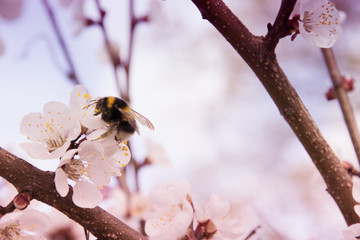 Pink apricot blossom in spring bumblebee
