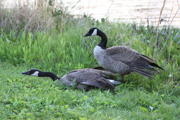 Geese fighting