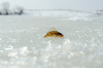Winter fishing