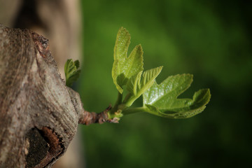 Figs on tree branches 