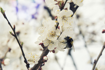 Pink apricot blossom in spring bumblebee