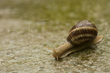 A snail i the rain