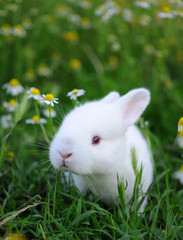 White rabbit in green grass with daisy