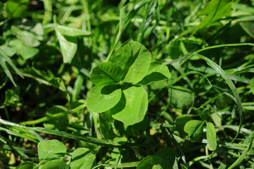 Five-leaves clover in a garden