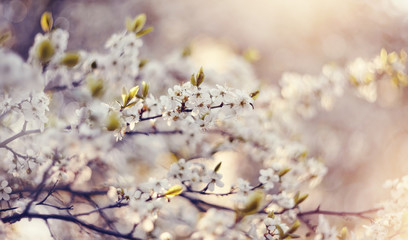 Obraz premium Spring blossoming of cherry.