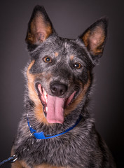 Blue heeler dog