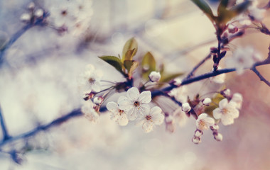 Fototapeta premium White flowers of cherry.