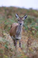 Naklejka na ściany i meble Red Deer Hind (Cervus elaphus)/Red Deer Hind in thick golden and green bracken
