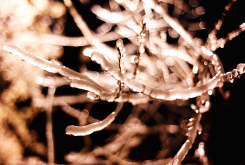 Frozen ice tree at night