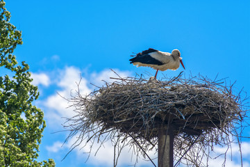 Stork in the nest against the blue sky 