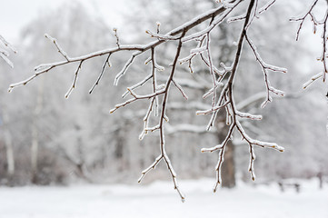 Frozen branches