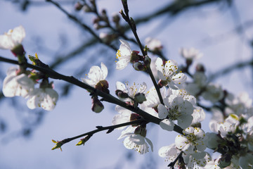 Pink apricot blossom in spring beautiful natural outdoor blooming