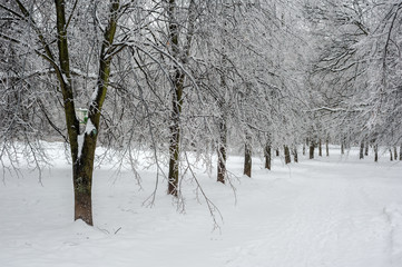 Snowy tree alley