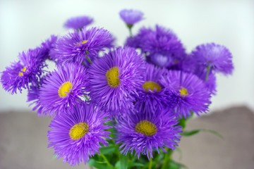 Obraz premium wild daisy flowers, gift spring bouquet.