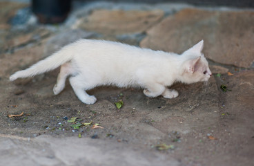 Naklejka na ściany i meble White cat hunting