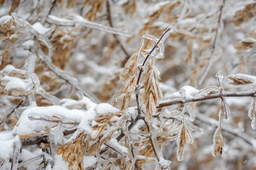 Frozen branches