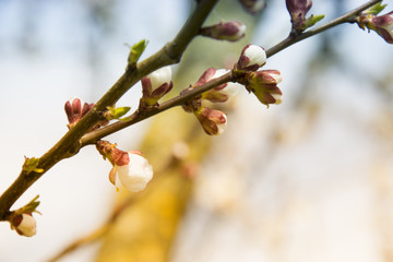 Pink apricot blossom in spring beautiful natural outdoor blooming