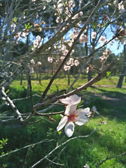 Almendro en flor