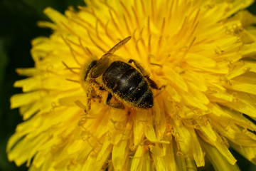 Biene auf Löwenzahn