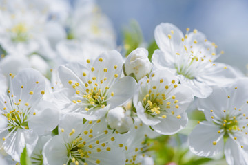 Cherry tree blossom close-up. Natural blue background