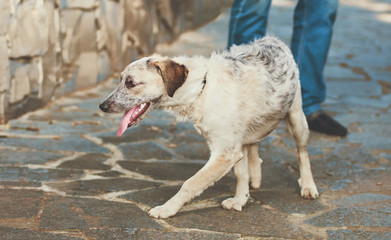 Curious puppy black and white half-blood dog with her tongue out standing near the man's legs at the footpath near the wall