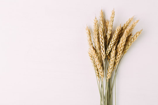 Golden ripe wheat on white background