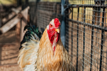 Rooster's head closeup