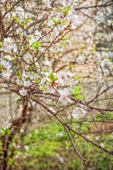 Cherry flower closeup
