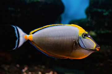 Fototapeta na wymiar Surgeon Fish deep underwater