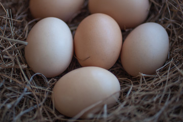 Close up of chicken eggs laying in bird nest