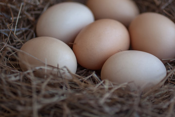 Close up of chicken eggs laying in bird nest