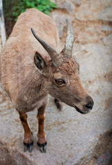 Mountain goat