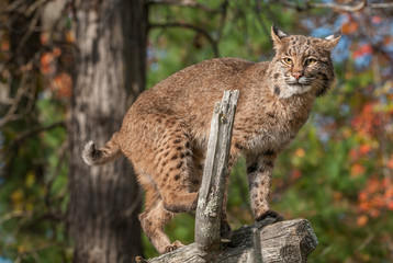 Naklejka premium Bobcat (Lynx rufus) Looks Out from Atop Branch