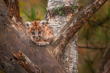Female Cougar Kitten (Puma concolor) Looks Out from Tree