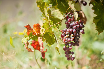 Bunches of red grapes