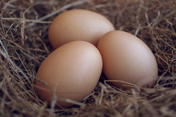 Close up of chicken eggs laying in bird nest