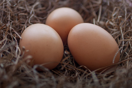 Close up of chicken eggs laying in bird nest