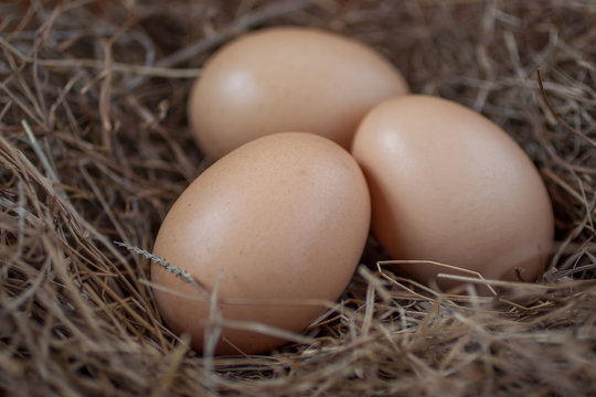 Close up of chicken eggs laying in bird nest