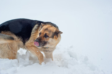 German shepherd is playing in  snow.