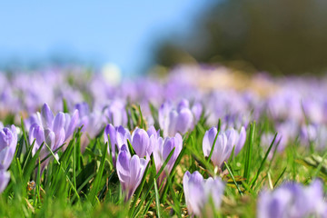 Krokusse - Blumen - Frühling - Blühen - Blüte - Sonne - April - Allgäu